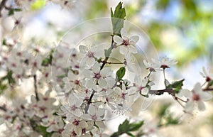 Blooming cherry tree, white flowers cherry on twig in garden in a spring day on blur nature background