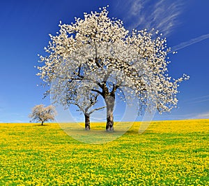 Blooming cherry trees