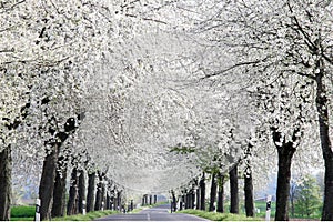 Blooming cherry trees along the road