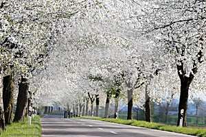 Blooming cherry trees along the road