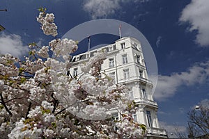 Blooming cherry trees in Amsterdam