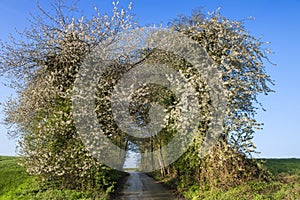 Blooming cherry trees on clear day with blue sky in spring. Path with wild white cherry trees blossoms tunnel.