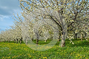 Blooming cherry trees in early spring on meadow on a background of blue sky