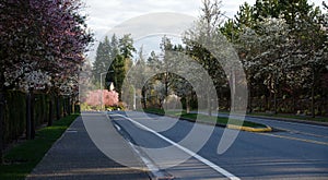 Blooming cherry trees on an empty residential street