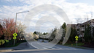 Blooming cherry trees on an empty residential street