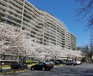 Blooming cherry trees in front of a high rise multistory building