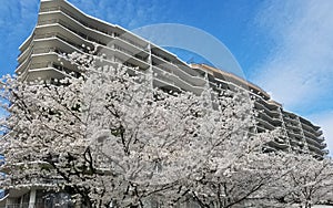 Blooming cherry trees in front of a multistory building