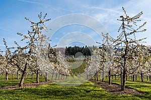 Blooming cherry trees, Kressbronn am Bodensee, Baden-Wuerttemberg, Germany