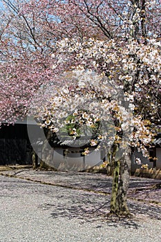 blooming cherry trees in matsue (japan)