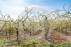 Blooming cherry trees in orchard with blue sky and bright sunlight  in springtime