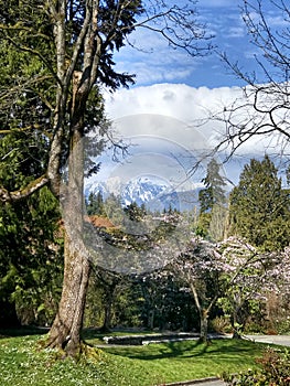 Blooming cherry trees in a park  in clear weather against a backdrop of scenic mountains