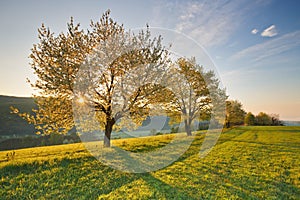 Kvitnúce čerešne.