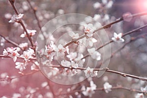 Blooming cherry. Twigs of blooming cherry flowers against the sky in the sun. Coloring in delicate pastel colors. Selective focus