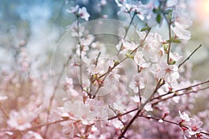 Blooming cherry. Twigs of blooming cherry flowers against the sky in the sun. Coloring in delicate pastel colors. Selective focus