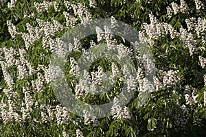 Blooming chestnut as a background