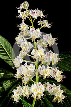 Blooming chestnut tree flowers on a black background