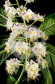 Blooming chestnut tree flowers on a black background