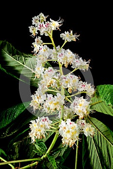 Blooming chestnut tree flowers on a black background