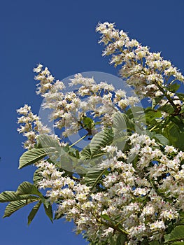 Blooming chestnut tree flowers on the blue sky