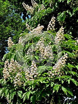 Blooming chestnut tree Opole