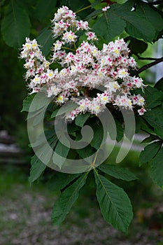 Blooming chestnut tree in spring