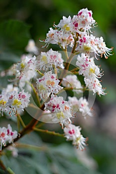 Blooming chestnut tree in spring