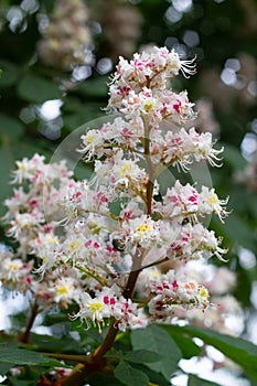 Blooming chestnut tree in spring