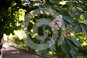 Blooming chestnut tree, a symbol of the city of Kyiv, Ukraine