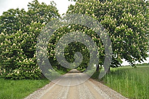 Blooming chestnut trees along the gravel road. Early spring,