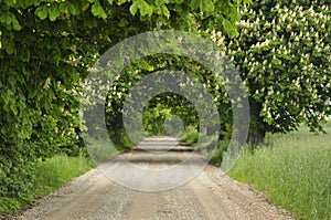 Blooming chestnut trees along the gravel road. Early spring,