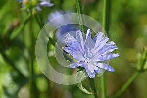 Blooming chicory