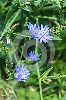 Blooming chicory