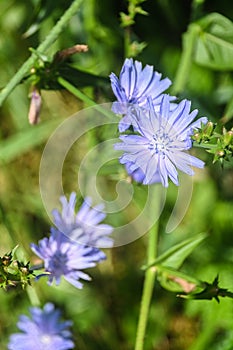 Blooming chicory