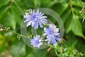 Blooming chicory