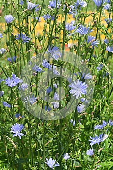 Blooming chicory