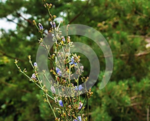 Blooming chicory, common chicory (Cichorium intybus).