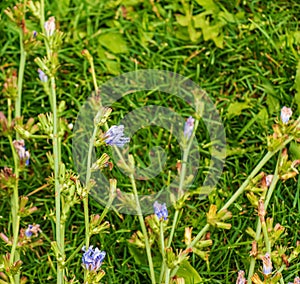 Blooming chicory, common chicory (Cichorium intybus).