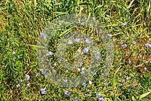 Blooming chicory, common chicory (Cichorium intybus).