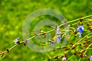 Blooming chicory, common chicory (Cichorium intybus).