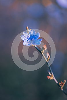 Blooming chicory, common chicory Cichorium intybus