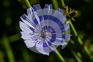 Blooming chicory, common chicory Cichorium intybus. Honey plant, nectar and pollen. Coffee substitute. Used in