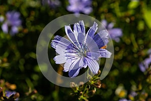 Blooming chicory, common chicory Cichorium intybus. Honey plant, nectar and pollen. Coffee substitute. Used in confectionery,