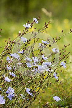 Blooming chicory, common chicory Cichorium intybus. Honey plant, nectar and pollen. Coffee substitute. Used in confectionery,