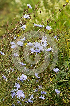 Blooming chicory, common chicory Cichorium intybus. Honey plant, nectar and pollen. Coffee substitute. Used in confectionery,