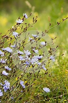 Blooming chicory, common chicory Cichorium intybus. Honey plant, nectar and pollen. Coffee substitute. Used in confectionery,