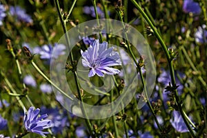 Blooming chicory, common chicory Cichorium intybus. Honey plant, nectar and pollen. Coffee substitute. Used in confectionery,