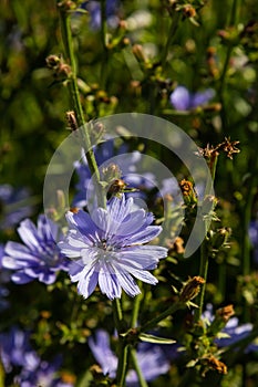 Blooming chicory, common chicory Cichorium intybus. Honey plant, nectar and pollen. Coffee substitute. Used in confectionery,
