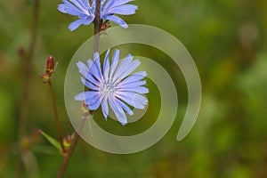 Blooming chicory plant with blue flowers