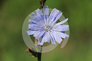 Blooming chicory