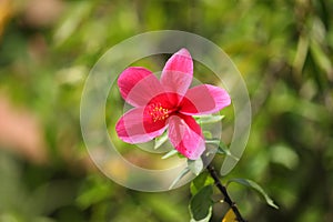 Blooming China Rose Flower in the garden